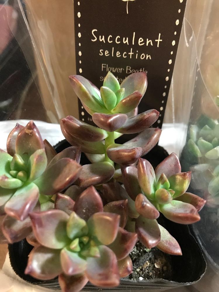 ブロンズ姫の成長記録 Greensnap グリーンスナップ