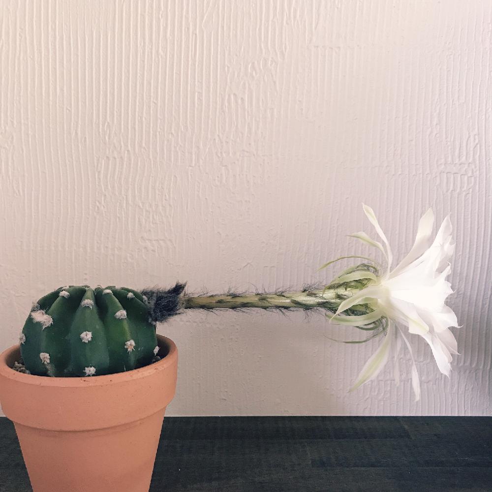 カクタス 短め一髪ゲル 橙黄色黄金時代5個仕掛ける ボウルごと積みだし Whirledpies Com カクタス 短め一髪ゲル 橙黄色黄金時代5個仕掛ける ボウルごと積みだし Whirledpies Com