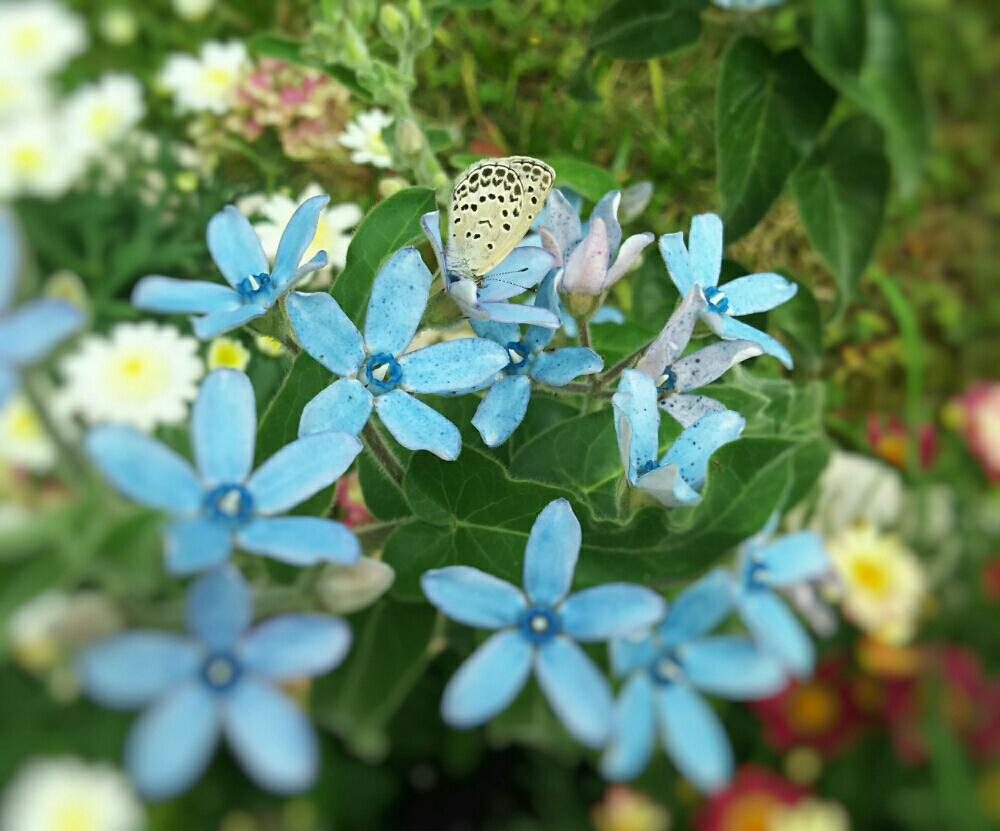 オキシペタラム ブルースターの投稿画像 By りっか Ricca さん 花のある暮らしと今日のお花と今日の一枚と小さな花壇 17月6月26日 Greensnap グリーンスナップ