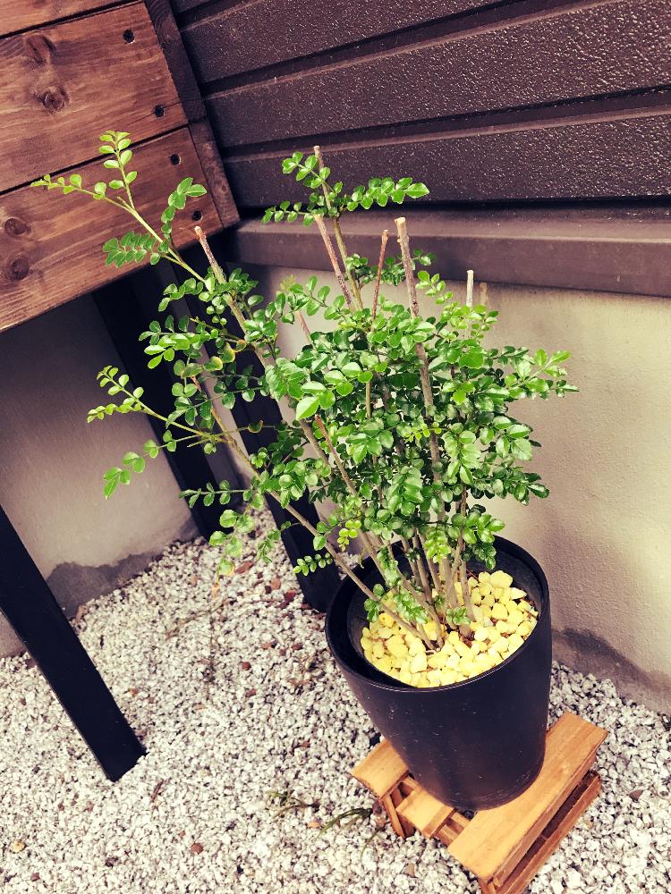 シマトネリコの投稿画像 By Soraさん 観察中と観葉植物と風水と新芽 17月6月26日 Greensnap グリーンスナップ