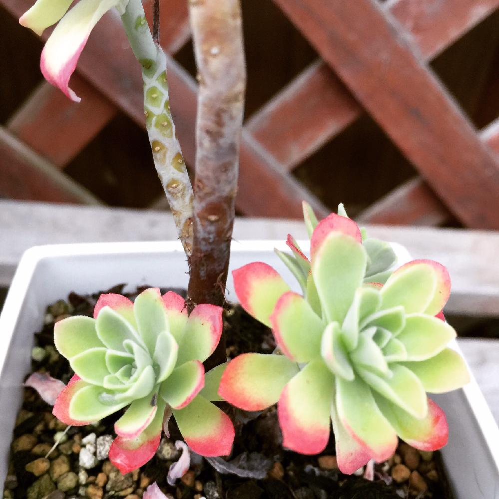 小さな庭の投稿画像 By あかりさん 多肉植物と岡山県支部no 6と梅雨に負けないと植中毒と今日の多肉ちゃんと多肉女子と岡山 県支部とタニラーとセダム属薄化粧と多肉植物と岡山県支部no 6と梅雨に負けないと植中毒と今日の多肉ちゃんと多肉女子と岡山県支部とタニラーと