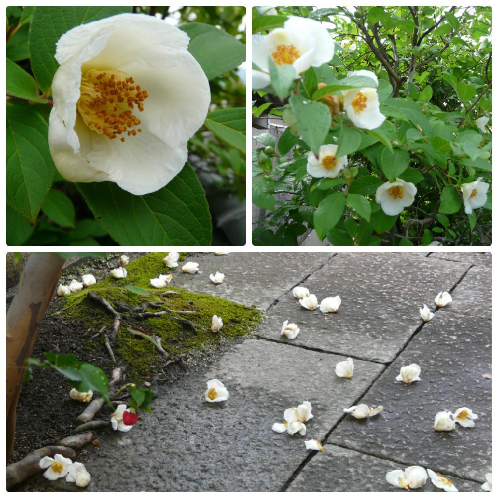 ナツツバキの投稿画像 By ライチさん 白い花と一日花 17月6月26日 Greensnap グリーンスナップ