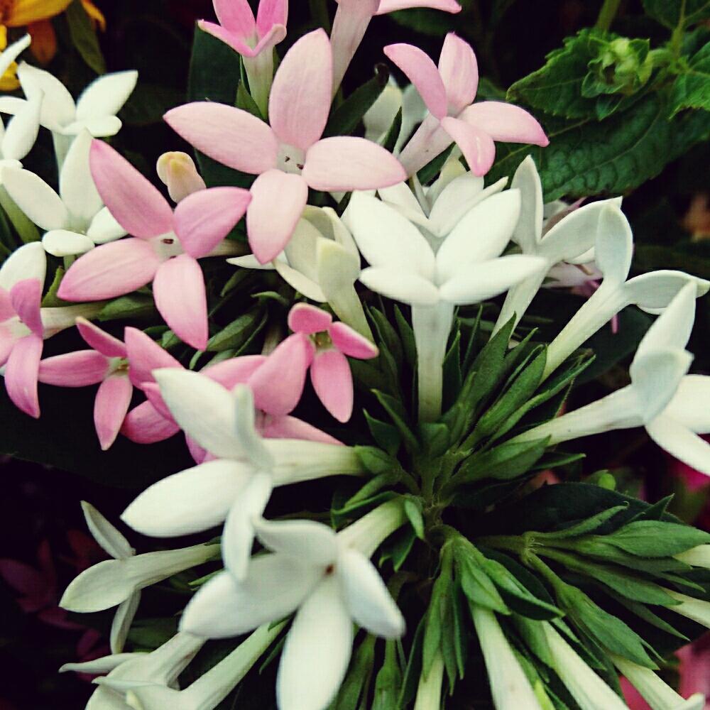 ブバルディアの花の投稿画像 By M7i1k8iさん 17月6月27日 Greensnap グリーンスナップ
