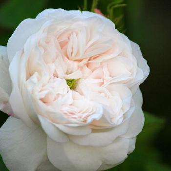 マダムアルディの画像 by makoさん | 小さな庭と今日の一枚とバラ・オールドローズとマダムアルディとガーデニングと薔薇♪とバラを楽しむ