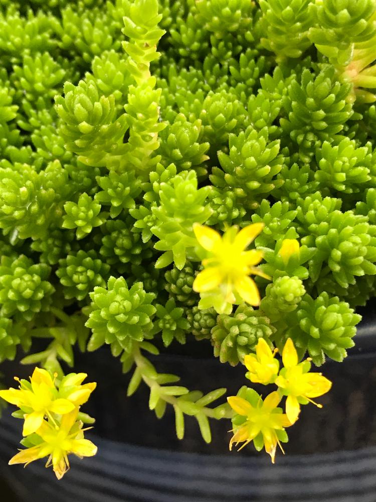 多肉植物 セダム ゴールドビューティ♡ 多肉植物 セダム ゴールドビューティ♡