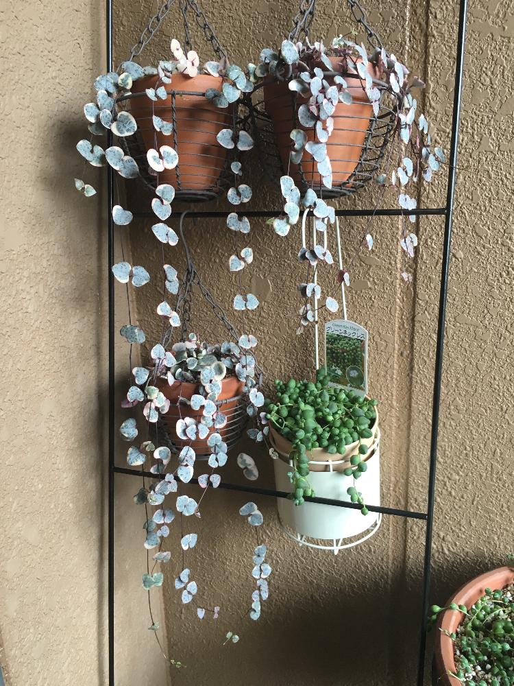 斑入りグリーンネックレス の投稿画像 By たぬさん 観葉植物とハートカズラ とハートの形とハートカズラ とハートの葉っぱ と多肉 グリーンネックレスと グリーンネックレス と100円 17月6月27日 Greensnap グリーンスナップ