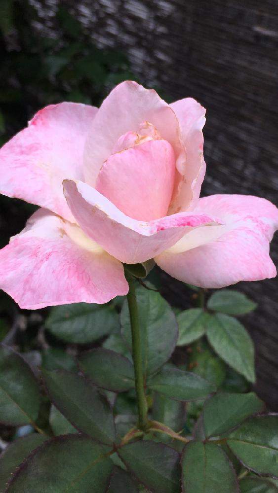 薔薇オードリーヘップバーンの投稿画像 By 花が好きさん ありがとう と薔薇のある暮らし と癒される と バラ コンテストと嬉しいなあ とガーデニングと 薔薇が好きです と花のある暮らしとずっと一緒に 17月6月27日 Greensnap グリーンスナップ