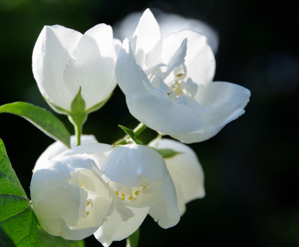 バイカウツギの投稿画像 By クリ さん 和風ティストと花木といい香りと100万枚記念 とっておきの植物コンテストと白い花と 白色植物 コンテスト 17月6月27日 Greensnap グリーンスナップ
