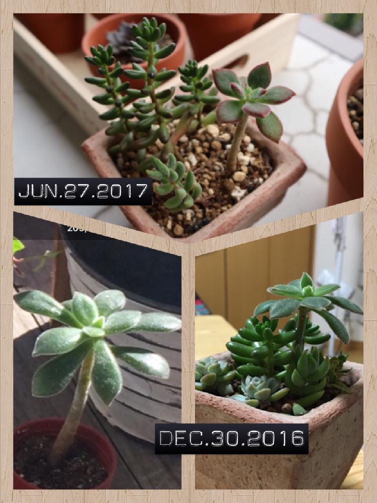 セダム 虹の玉の投稿画像 By あみさん エケベリア ハムシーと鬼ちゃんとクラッスラ 銀揃と多肉植物と紅葉 とスパルタ組とタニラーと葉焼け と多肉 初心者と一人暮らし 17月6月27日 Greensnap グリーンスナップ
