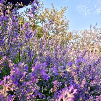 たまプラーザの投稿画像一覧 Greensnap グリーンスナップ