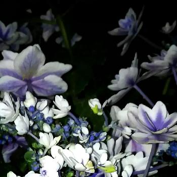 紫陽花 アラモードの投稿画像一覧 Greensnap グリーンスナップ