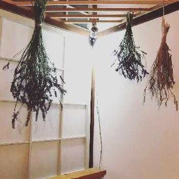 ラベンダー グロッソの投稿画像一覧 Greensnap グリーンスナップ