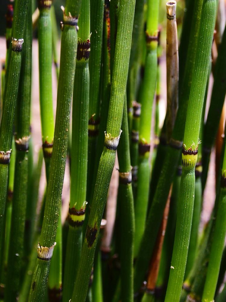 トクサの投稿画像 By まるりさん 草津市立水生植物公園みずの森 17月6月27日 Greensnap グリーンスナップ