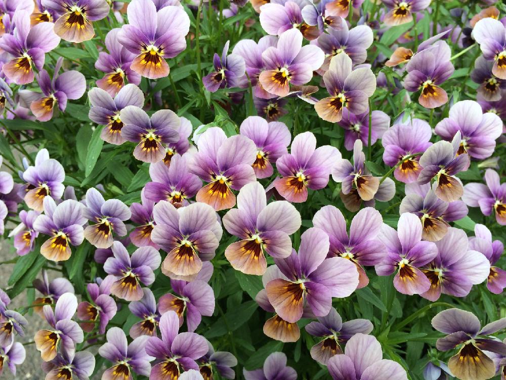 ビオラの投稿画像 By いっちーさん 元気 と植中毒とチュニチュニシリーズとビオラ チョコベリーと鉢植えと花のある暮らしと北海道と咲いた 17月6月28日 Greensnap グリーンスナップ