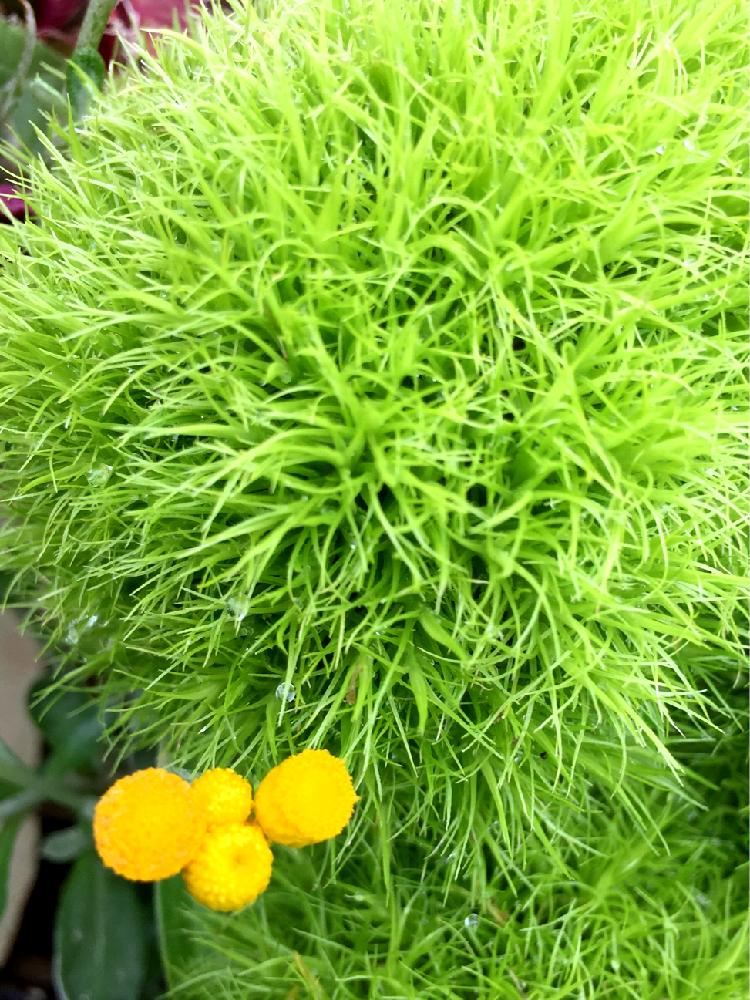 テマリソウの投稿画像 By 虹の玉さん 色と形が好きと癒し色と植中毒と今日の一枚と咲いてますよ とみつけたと花のある暮らし 17月6月28日 Greensnap グリーンスナップ