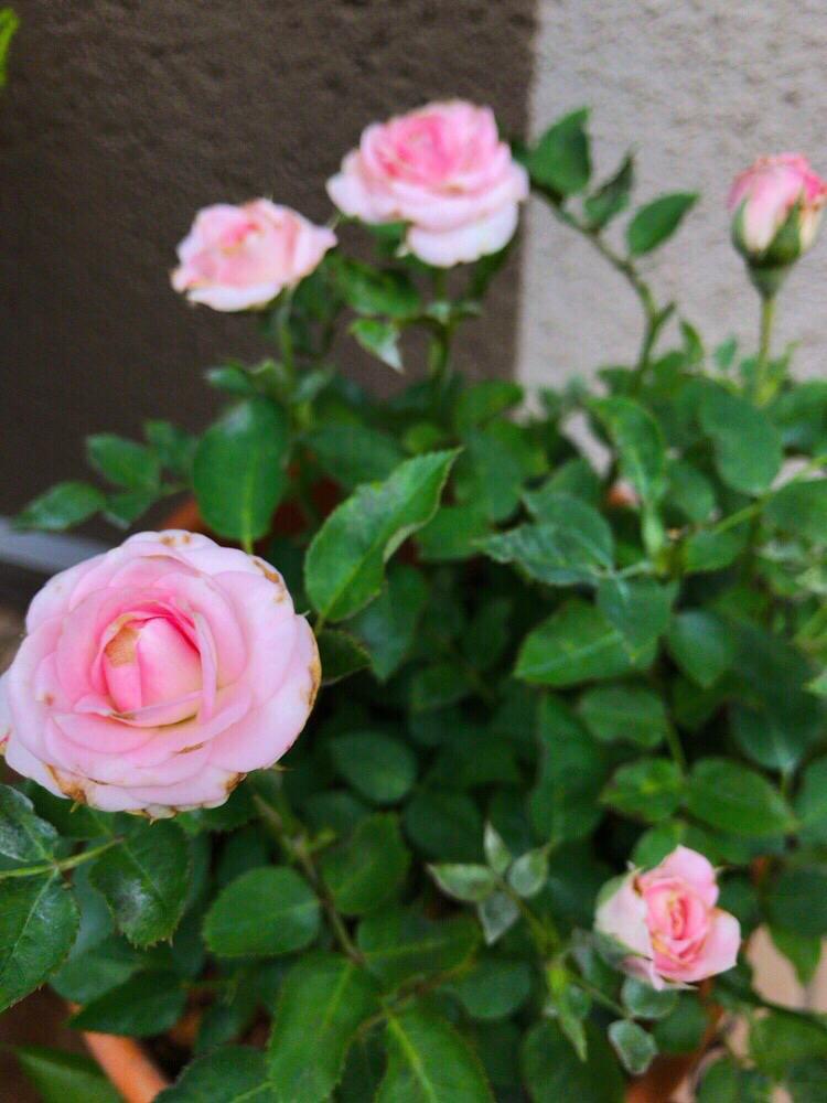 ミニバラの投稿画像 By Miさん 病気 と茶色くなる花びらとピンクの花とスリップスとアザミウマ 17月6月28日 Greensnap グリーンスナップ