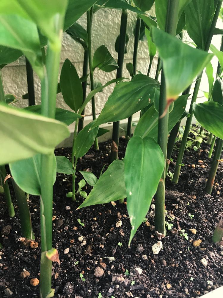早生ミョウガの投稿画像 By Maqoさん プランター菜園と家庭菜園 17月6月28日 Greensnap グリーンスナップ