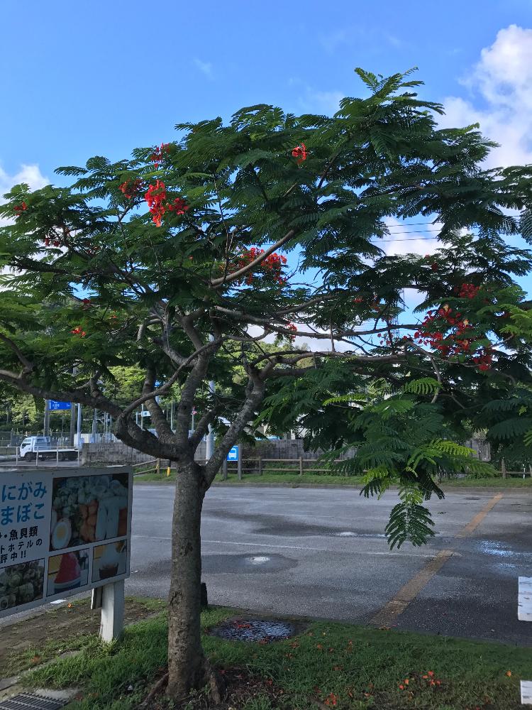 沖縄でよく見かける植物の投稿画像 By ぷ にゃん さん 公園で見かける木と街路樹と夏に花を咲かせる樹木と近所に咲いてます 17月6月28日 Greensnap グリーンスナップ