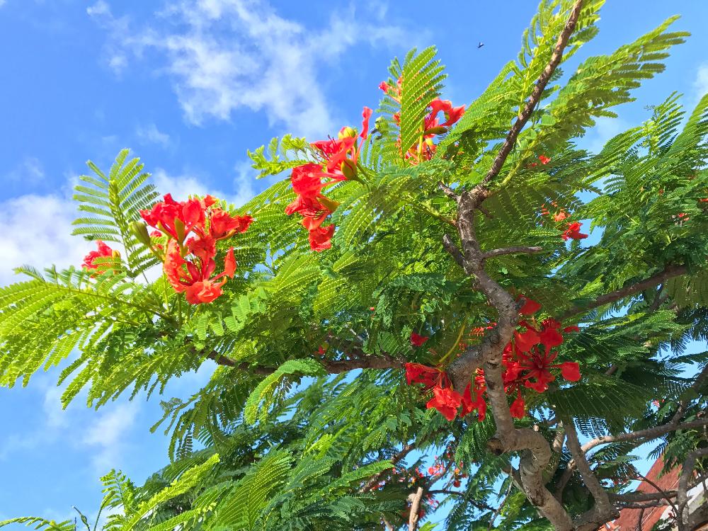 沖縄でよく見かける植物の投稿画像 By ぷ にゃん さん 公園で見かける木と街路樹と夏に花を咲かせる樹木 17月6月28日 Greensnap グリーンスナップ