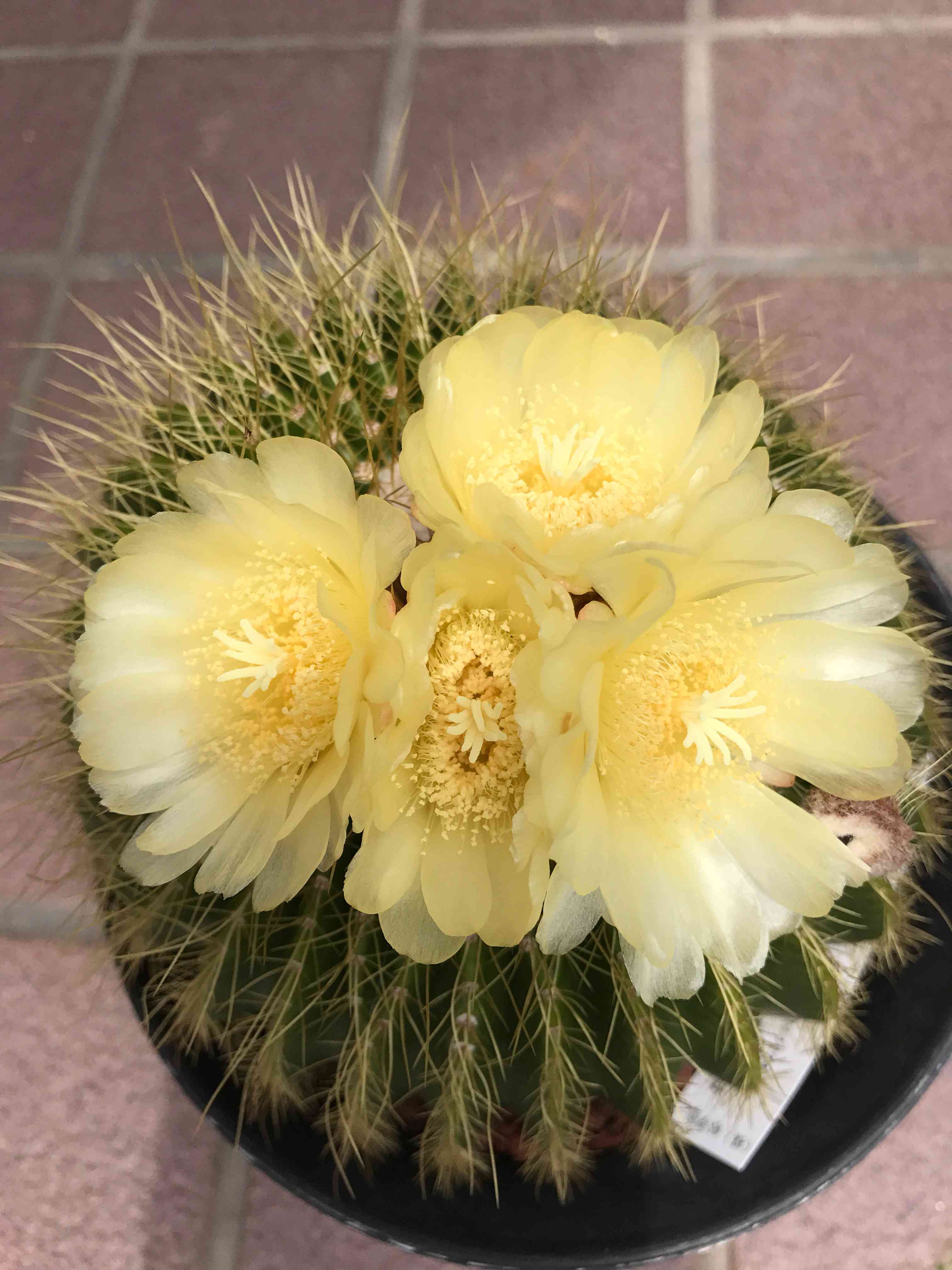 サボテン ワラシーの花｜🍀GreenSnap（グリーンスナップ）