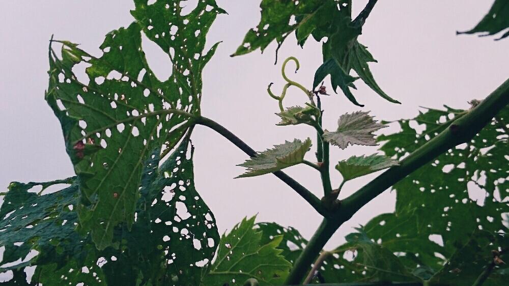 ぶどうの葉っぱの投稿画像 By たーぼー さん 虫食いも芸術 とブドウ科と近所 17月6月28日 Greensnap グリーンスナップ