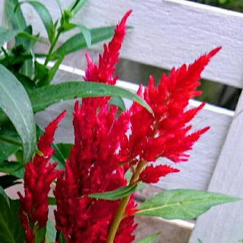 燃える赤の画像 by HanaHanaさん | 小さな庭と燃える赤と夏が来るねと梅雨に負けない