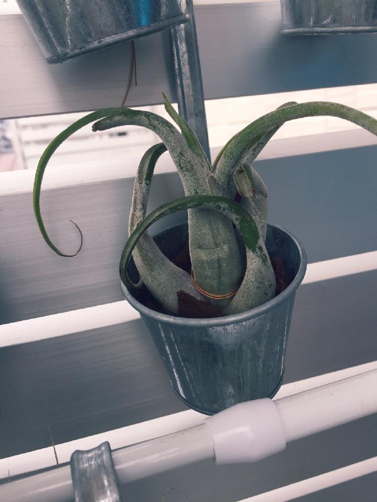 チランジア カプトメドゥーサエの投稿画像 By Kazponさん エアプランツ チランジア と外に出したと狭いベランダと梅雨に負けないと100均エアープランツと今日の一枚と相談と蒸れ と記録と初めてのエアプランツと葉焼け とエアプランツとエアープランツ チランジアと