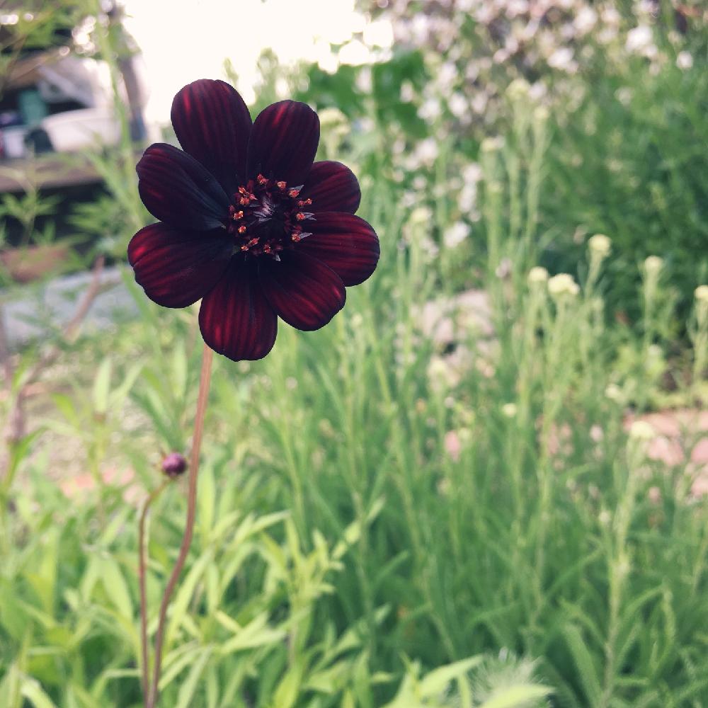 ノコギリソウの投稿画像 By Siroopさん チョコレートコスモスと地植えと庭の宿根草 17月6月29日 Greensnap グリーンスナップ