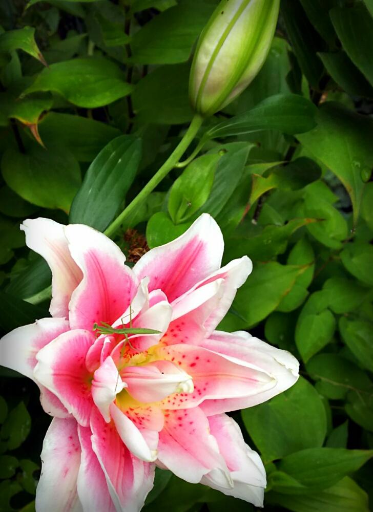 オリエンタルリリーの投稿画像 By Beeさん ユリと八重咲きユリとローズリリー ナタリアとピンクの花ときれいと植中毒と我が家の花壇と100万枚記念 とっておきの植物コンテストと咲いた 17月6月29日 Greensnap グリーンスナップ