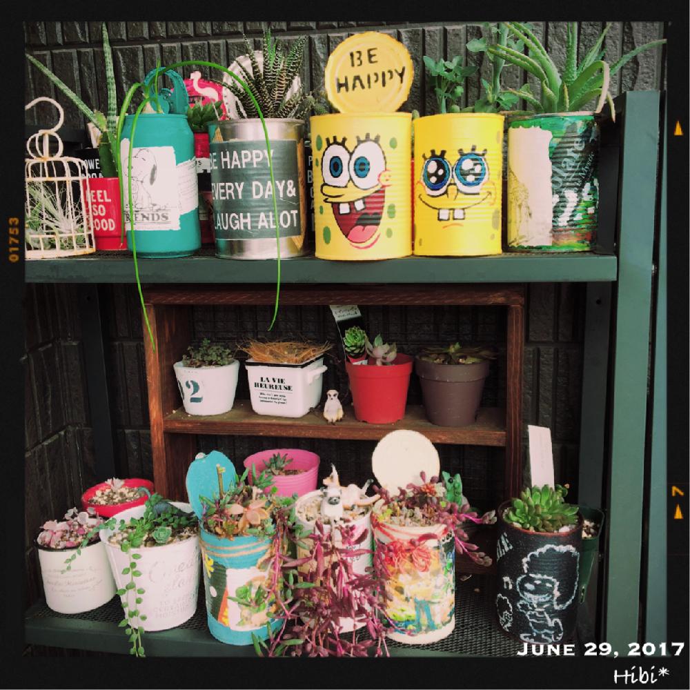 ピンクルルビーの投稿画像 By Hibi さん 十二の巻とエントランスとcainzグリーンdiyコンテストとスポンジボブ とリメ缶と植中毒とcainzグリーンdiyコンテストとスポンジボブとリメ缶と植中毒 17月6月29日 Greensnap グリーンスナップ Greensnap グリーン