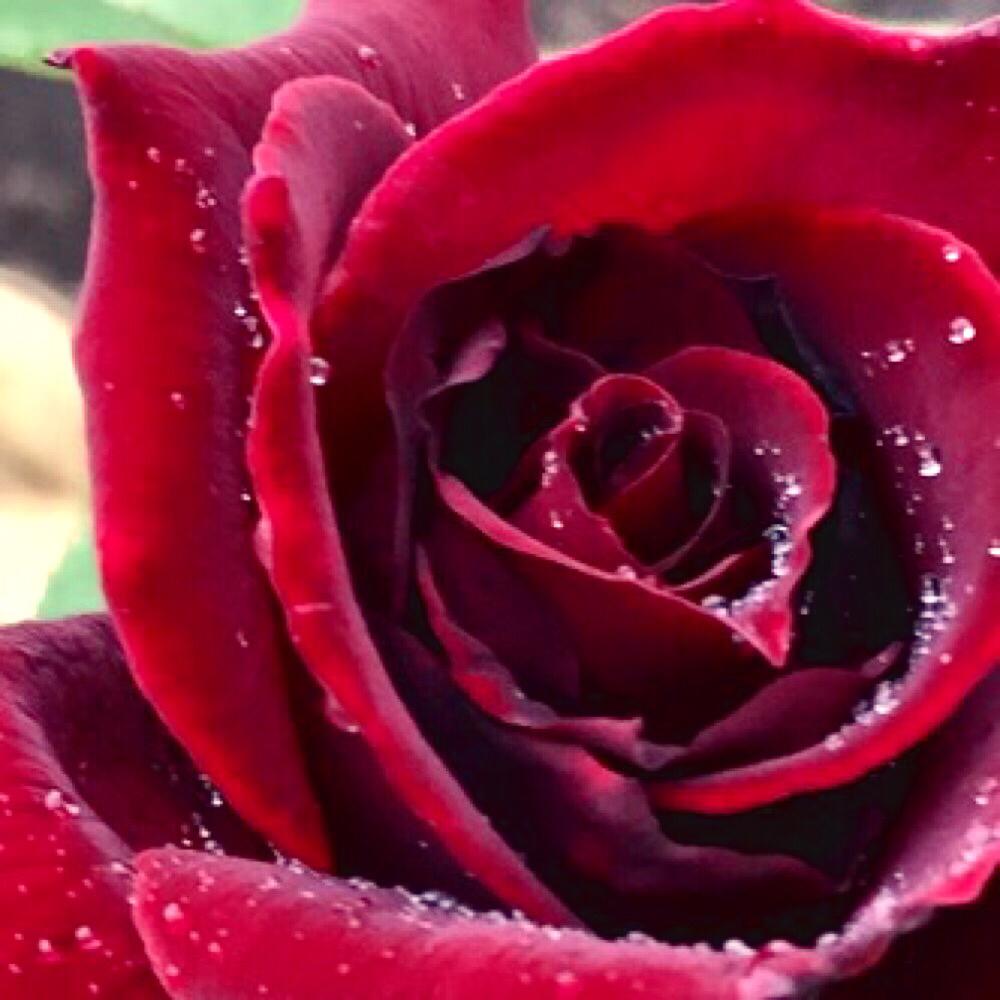 バラ コンテストの投稿画像 By C A Gardenさん バラ 赤黒と100万枚記念 とっておきの植物コンテストとバラの新苗とバラ 開花と大人色と花のある暮らしとバラの季節とバラのある暮らしとkuroshinju Htとバラ ブラックパールとバラ 黒真珠 17月6月29日 Greensnap