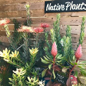 あざみ野の投稿画像一覧 Greensnap グリーンスナップ