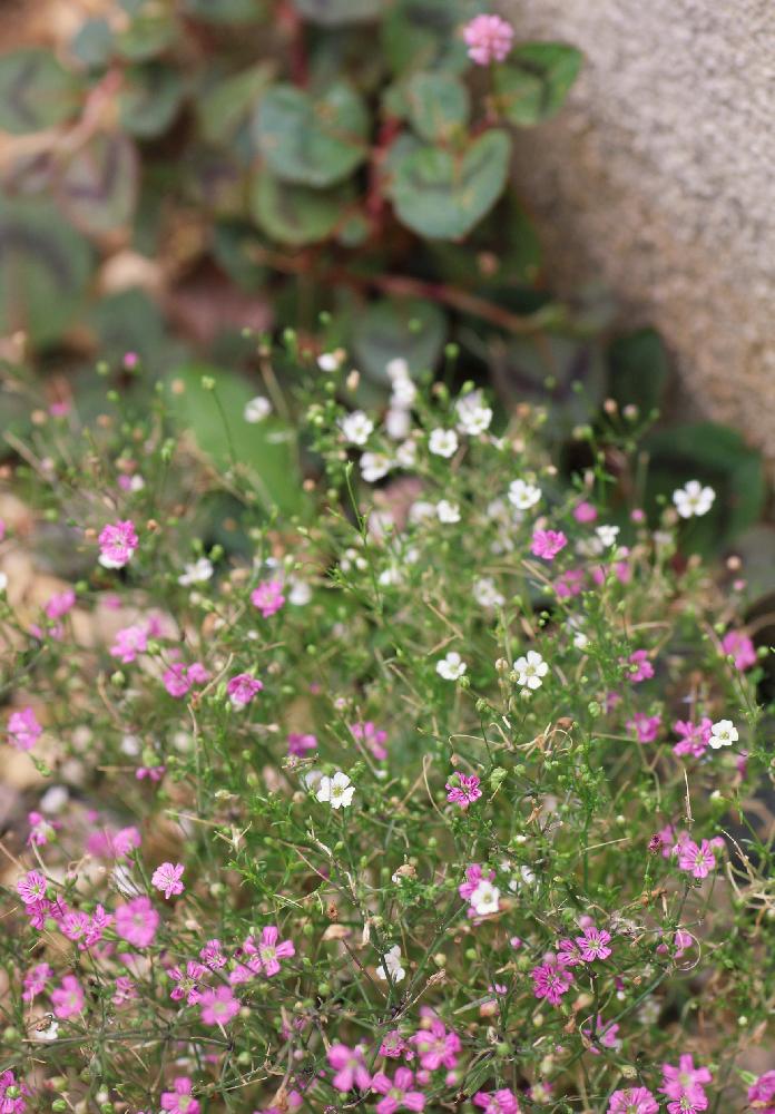 かすみ草の投稿画像 By Kurageさん 小さな庭と小さい花と白い花とピンクの花と見てるだけで嬉しいと小さい花と白い花とピンクの花と見てるだけで嬉しい 17月6月29日 Greensnap グリーンスナップ Greensnap グリーンスナップ