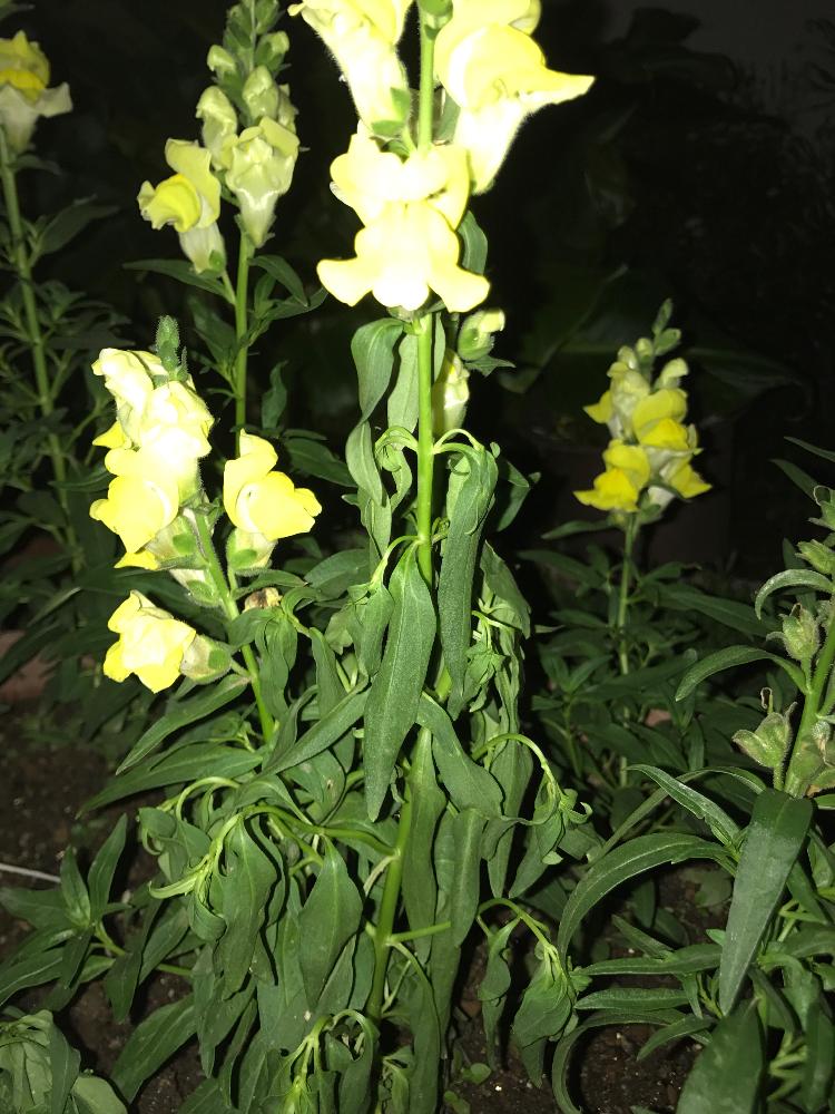 小さな庭の投稿画像 By Shinchanさん 突然枯れるとキンギョソウ 黄色と黄色好きとやられた と突然枯れるとキンギョソウ 黄色と黄色好きとやられた 17月6月30日 Greensnap グリーンスナップ Greensnap グリーンスナップ
