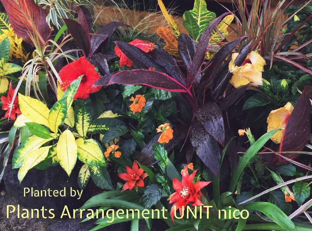 観葉植物の投稿画像 By 寄せ植え屋ゆっこはんさん 寄せ植えとplbntsarrangementunitnicoとギャザリング寄せ植えと夏は観葉を外 に とギャザリングと夏の花壇と寄せ植え屋ゆっこはんとアウトドアリビングと植栽 17月6月30日 Greensnap グリーンスナップ