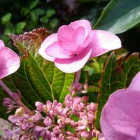 キュンキュン乙女倶楽部,HTC,乙女ピンク,アジサイ通り,アジサイの花の画像