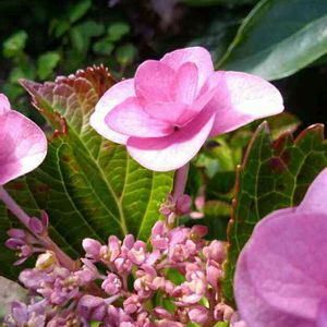 キュンキュン乙女倶楽部,HTC,乙女ピンク,アジサイ通り,アジサイの花の画像