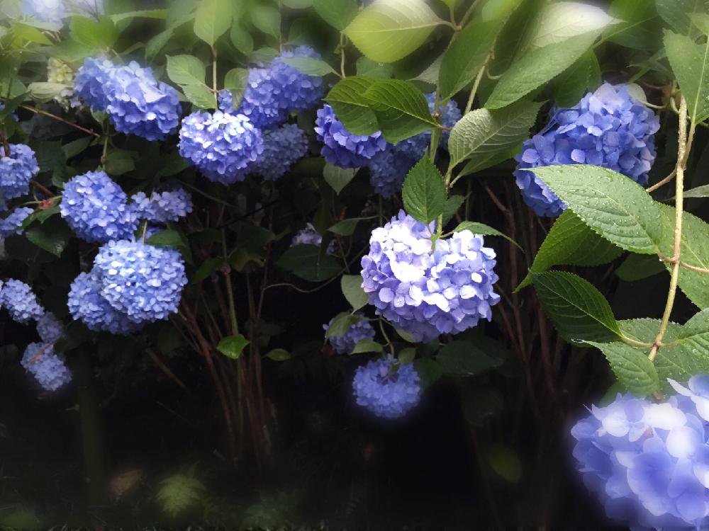 あじさいコンテストの投稿画像 By あいりさん 雨に濡れた紫陽花と紫陽花 アジサイ あじさい と雨も好き と100万枚記念 とっておきの植物コンテストと花のある暮らしとハートの紫陽花とno Green No Life 17月6月30日 Greensnap グリーンスナップ