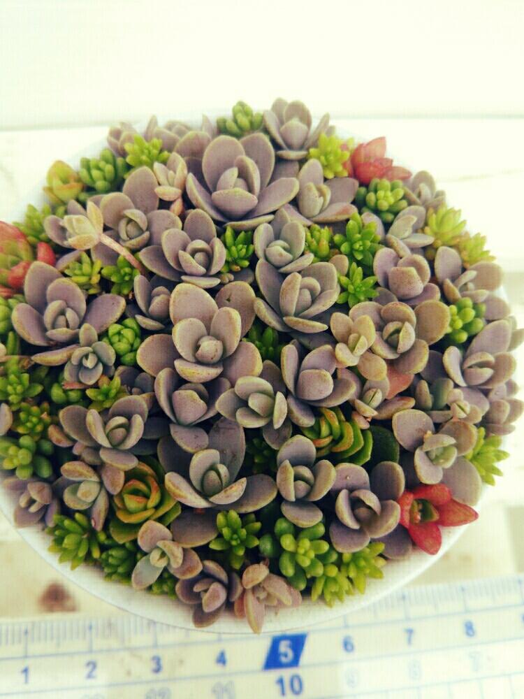 薄紅蓮華の投稿画像 By Nanaさん 子持ち蓮華と多肉植物とぎゅうぎゅうと寄せ植えと梅雨に負けないと多肉植物寄せ植えと植中毒とかわいいとかわいいな とぎゅぎゅっ とちまちま寄せとインテリアとnana Sちまちまと多肉植物とぎゅうぎゅうと寄せ植えと梅雨に負けないと