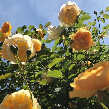 『バラ』コンテストの画像 by あおねこさん | 小さな庭とグラハム トーマスとバラと『バラ』コンテストと100万枚記念!とっておきの植物コンテスト