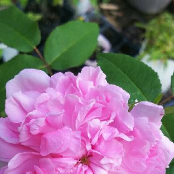 『バラ』コンテストの画像 by あぶらみちゃんさん | 小さな庭とバラ  ジャックカルティエと『バラ』コンテストと100万枚記念!とっておきの植物コンテストと花のある暮らし