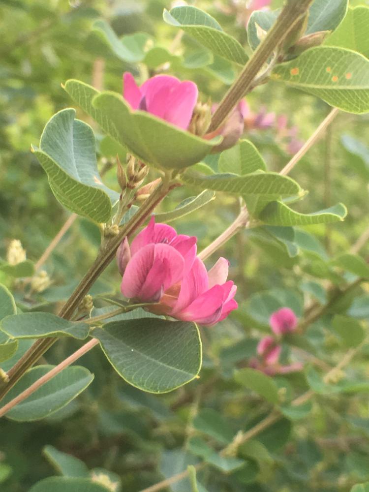 ハギの投稿画像 By オキザックさん マルバハギ 花とマメ科とピンクの花 17月6月30日 Greensnap グリーンスナップ