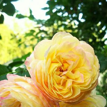 『バラ』コンテストの画像 by あぶらみちゃんさん | 小さな庭とバラ  ロソマーネ ジャノンと『バラ』コンテストと100万枚記念!とっておきの植物コンテストと花のある暮らし