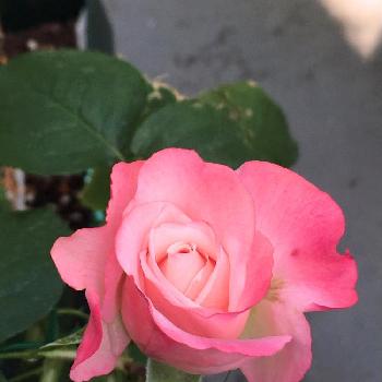『バラ』コンテストの画像 by risingxmoonさん | バルコニー/ベランダと薔薇 ノスタルジーとバラ 鉢植えと『バラ』コンテストといい香りとバラ・ミニバラとバルコニスト