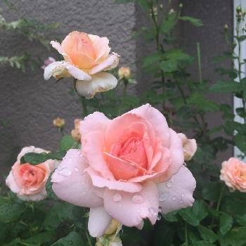 薔薇を愛でるの画像 by ビアンコさん | 玄関とヨハンシュトラウスと嬉しいとバラ 鉢植えと美しいと可愛いとバラを楽しむと薔薇を愛でる