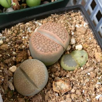 溶けたの投稿画像一覧 Greensnap グリーンスナップ