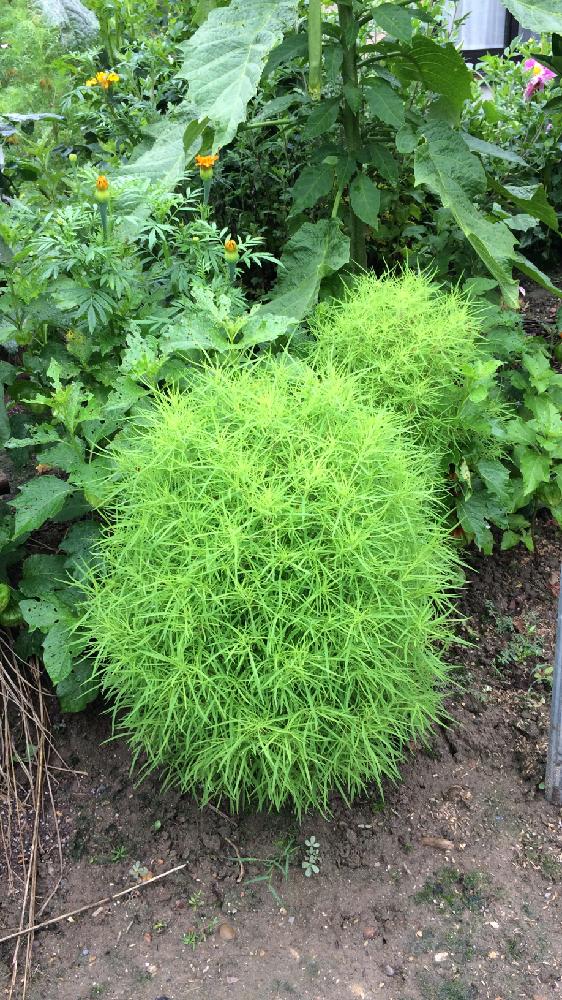 コキア ホウキグサ の投稿画像 By Kenjiさん コキア と庭のお花と観葉植物と涼しい感じのお花と癒しと梅雨に負けないとワクワクドキドキと癒しgreenと植中毒とガーデニングと我が家のお花と花のある暮らしとアウトドアリビング 17月7月1日 Greensnap グリーン