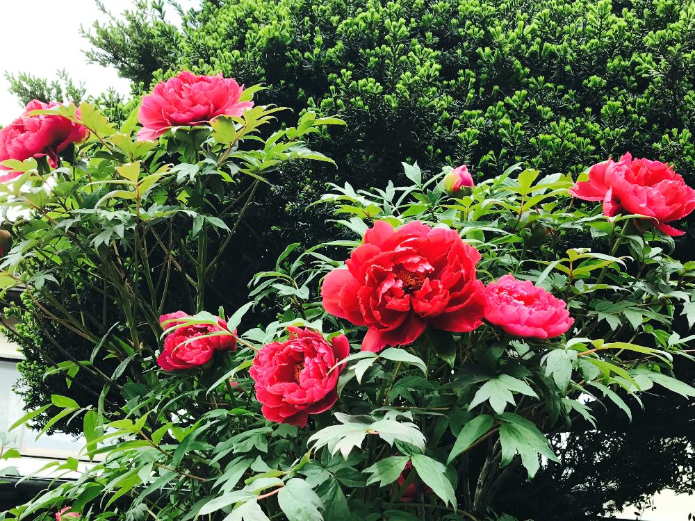 牡丹の投稿画像 By あいりさん 手入れ簡単と花のある暮らし 17月7月2日 Greensnap グリーンスナップ