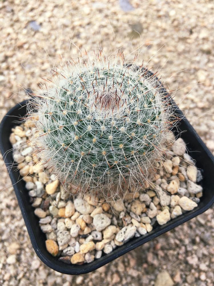 玉翁の投稿画像 By 成長記録保存用さん タニラーとサボテン科と多肉植物とダイソー 17月7月2日 Greensnap グリーンスナップ