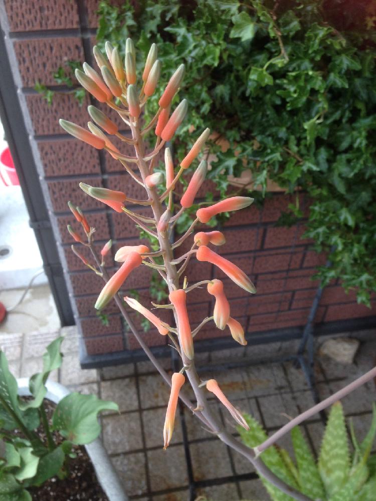 アロエのオレンジ色の花の投稿画像 By Angela350さん アロエの花と花のある暮らしと健やかと信頼と健康 17月7月2日 Greensnap グリーンスナップ